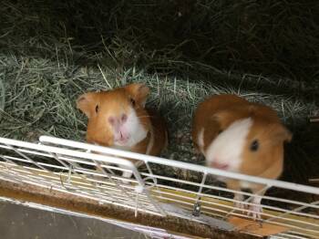 Rescue Guinea Pig Guinea Pigs for Adoption in San Diego, California - Cashew ( Bonded To Pistachio) | PetCurious